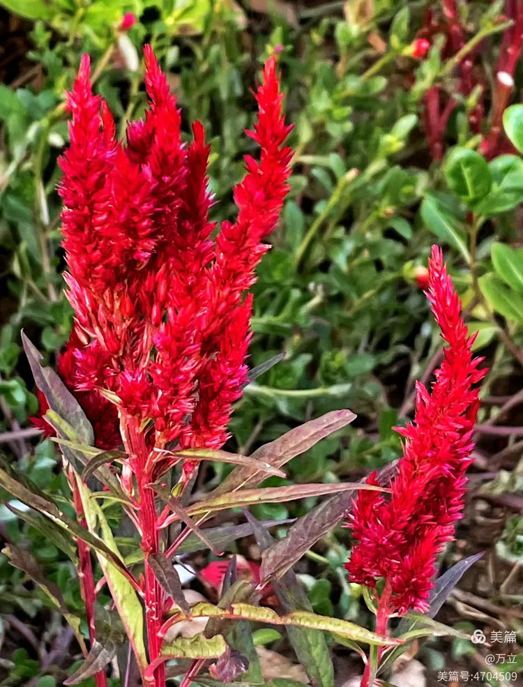 千岁长出千穗谷 红花明艳不知处